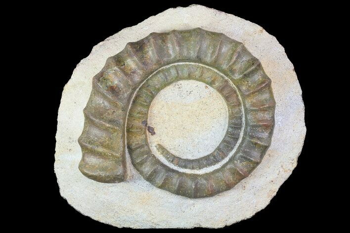 Devonian Ammonite (Anetoceras) - Morocco #68781